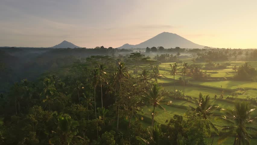 Aerial View Of Green Rice Fields With Tropical Forest And Mountains In Sunrise In Bali, Indonesia. - cinematic
