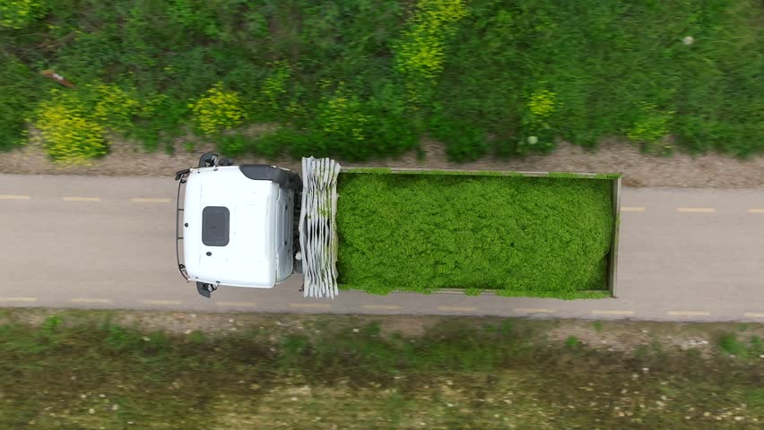 Truck loaded with fresh cut Silage, leaving a harvested field