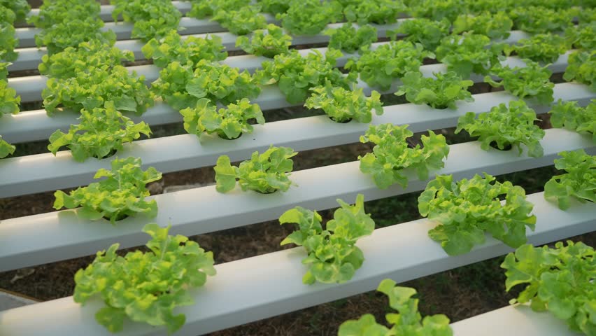 Hydroponic vegetables grow inside a greenhouse. Fresh organic lettuce seedlings, farming Royalty-Free Stock Footage #1101971213