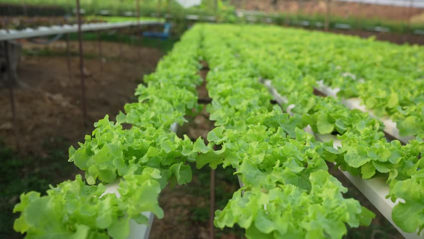 Hydroponic vegetables grow inside a greenhouse. Fresh organic lettuce seedlings, farming Royalty-Free Stock Footage #1101971215