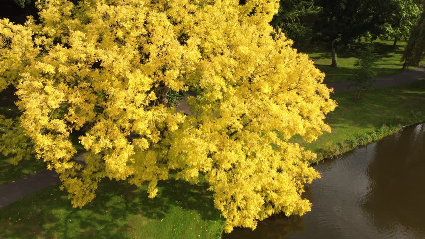 Colorful autumn Golden ash tree seen from above during the fall.