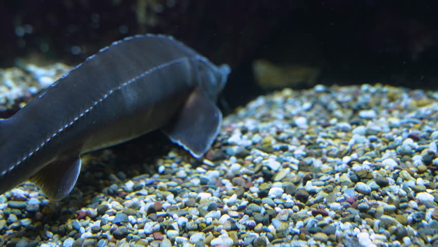 Close up of small sturgeon swimming around on the ground