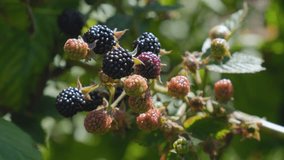 Blackberry growing in the garden ready for harvesting. Agriculture or gardening concept. Close up. 4k video