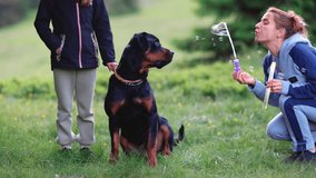 Mother blows soap bubbles on dog-Rottweiler, and her daughter holds dog by the chain, in forest
