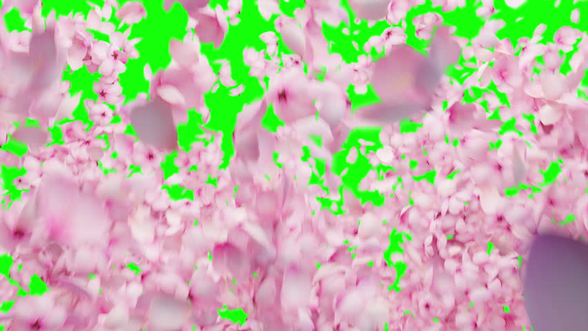 Shutterstock Video
