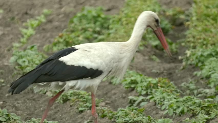 Large wading bird white stork in field looking for prey among the greenery. Water bird on hunt