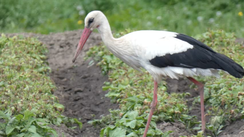 Large wading bird white stork in field looking for prey among the greenery. Water bird on hunt