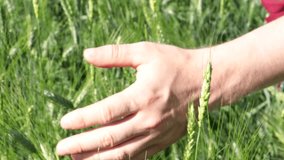 4k, video, Close-up of a farmer's hand, a male worker touches the green leaves of wheat. Growing organic food in rural areas. A farmer in a green wheat field inspects the harvest