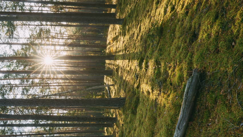 Sunlight Sunrays Shine Through Woods In Forest Landscape. Beautiful Sunset Sun Sunshine In Sunny Summer Coniferous Forest vertical, vertical footage, vertical video. Royalty-Free Stock Footage #1101989119