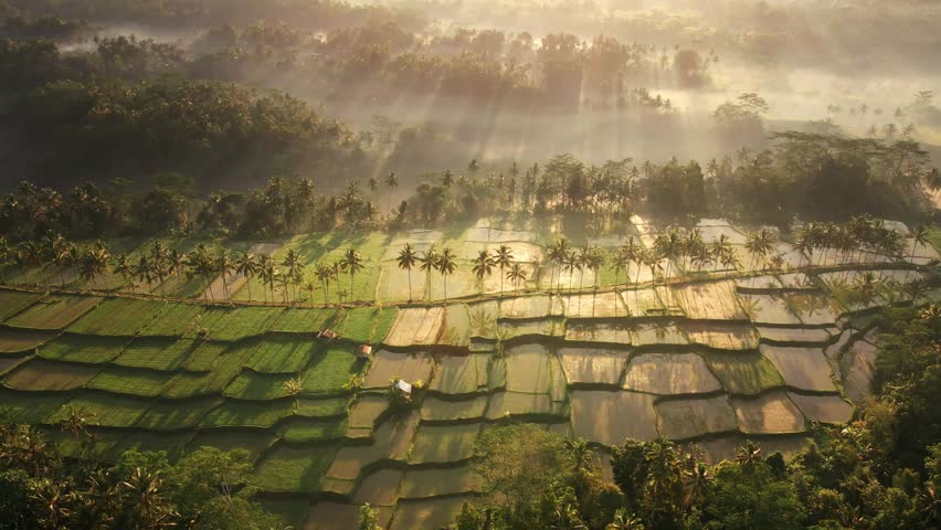 Scenic iconic aerial view of rice fields and misty tropical rainforest at the background in Tampaksiring, Gianyar, Bali, Indonesia. Cultural Balinese Landscape 4K Drone Agriculture Tourism Texture Royalty-Free Stock Footage #1101992697