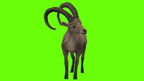 This is a Green Screen Animal Male Deer. Very suitable for video editing material.