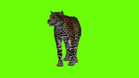 This is a leopard animal green screen.  It is suitable for video editing materials.