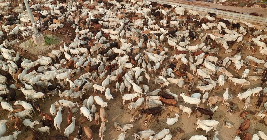 Huge herd of cows in Barsana goshala in India, Mathura, Uttar Pradesh, aerial drone view 4k Royalty-Free Stock Footage #1101998021