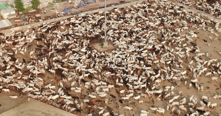 Huge herd of cows in Barsana goshala in India, Mathura, Uttar Pradesh, aerial drone view 4k Royalty-Free Stock Footage #1101998035