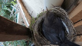 Blackbird four eggs in nest, close up. Amsel, merl, Turdus merula bird - Powered by Shutterstock - Get 15% off with code: PIKWIZARD15