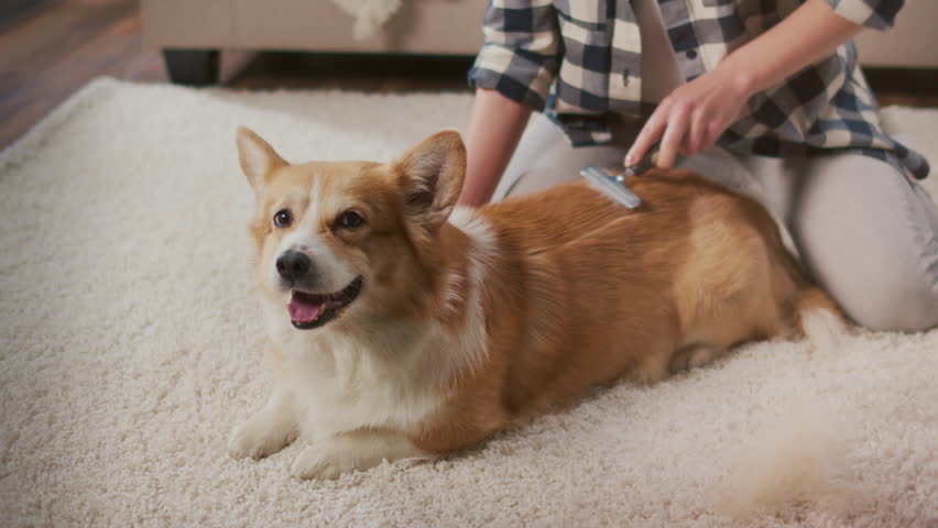 A Cute Corgi Dog Being Combed By its Owner with a Special Brush. A Woman Takes Care of Her Dog. Eco-friendly Pet Hair Removal. Minimalist Pet Care and Cleaning. Royalty-Free Stock Footage #1102003881