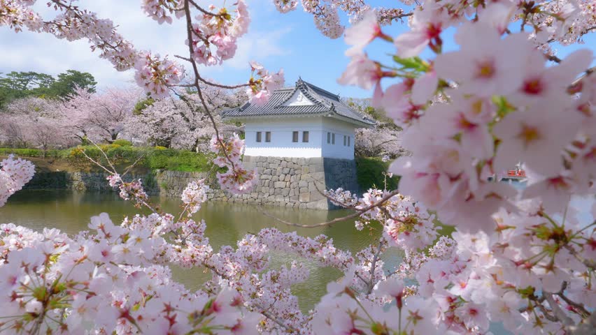 Japanese historic castle with sakura blossoms in spring, Odawara castle in Japan with blooming cherry trees, Japanese culture, tourism in Japan. High quality 4k footage Royalty-Free Stock Footage #1102005831