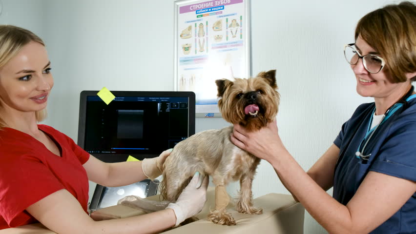 Veterinarian with female assistant in hospital checks organs of domestic dog on an ultrasound machine. animal doctor takes care of health of patients in clinic. Pet clinic. Medical scan Royalty-Free Stock Footage #1102010171