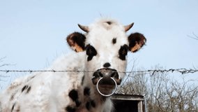 Cow behind barbed wire. A white and black cow with a nose ring against a blue sky. Animal protection, farming.