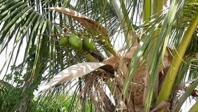 coconut on coconut tree.coconut on coconut tree video 
