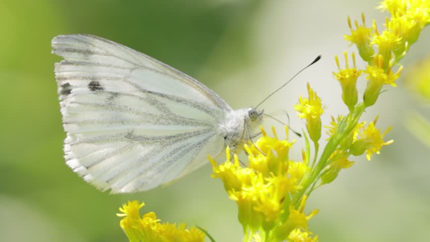 Pieris brassicae, the large white butterfly, also called cabbage butterfly. Large white is common throughout Europe, north Africa and Asia often in agricultural areas, meadows and parkland.