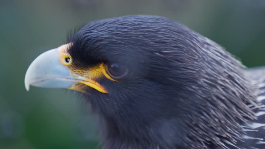 A Falkland Caracara falcon, close up of head.