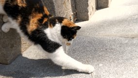 A street cat plays with a girl. Tricolor funny young kitty close-up. Hunting for a twig in women's hands. Carefree pastime fun, joy concept. Vertical 4K video. A beautiful kitten lives on the street