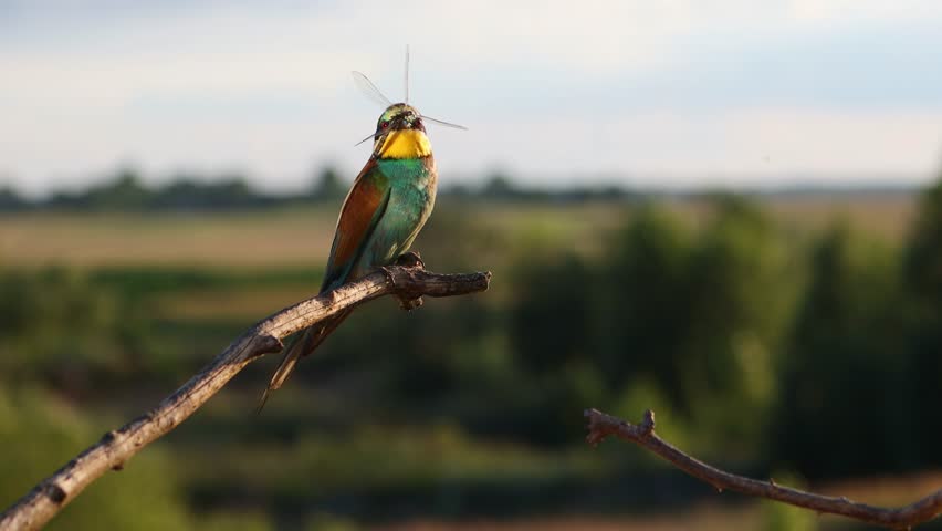 Beautiful wild bird sings on a branch with a dragonfly in its beak | Shutterstock HD Video #1102020587