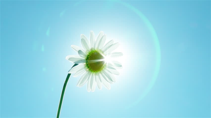 White daisy camomile flower on blue sky with sun. Wind blows the transparent curtains. Silhouette of flower through tulle. Backlit close up view with halo effect. Slow motion. 
