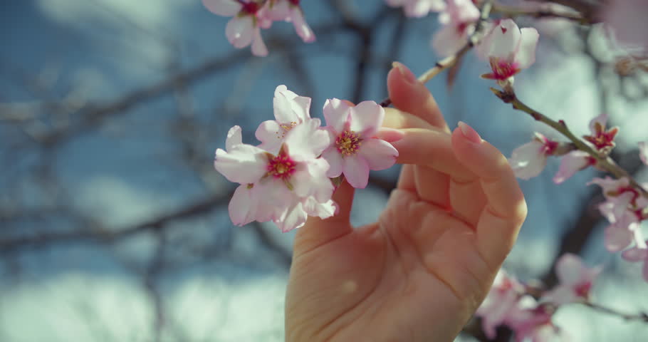 Woman smelling cherry blossoms flowers. Close-up of happy girl face enjoying spring nature. Garden with blooming trees. Royalty-Free Stock Footage #1102023229