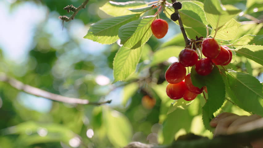 Unrecognizable man plucks ripe cherries from branch with hand on summer day, close-up. Sun illuminates quality harvest, organic fruits hanging on green fruit tree, slow motion. Royalty-Free Stock Footage #1102023439