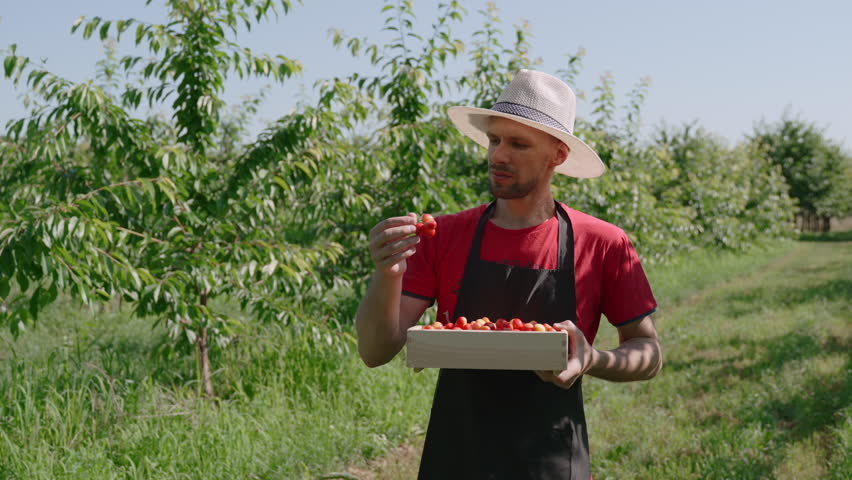 Gardener is satisfied to examine bunch of ripe cherries in hands. Farmer in hat holds filled wooden box with berries in sunny orchard, looks at camera, portrait. Stabilized camera around person.