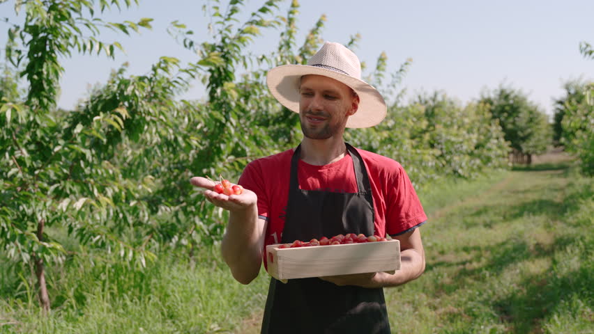 Gardener holds bunch of ripe cherries in palm, medium shot, static shot. Man in hat with box of crops is standing in sunny orchard, wind is blowing. Farmer partly is look at camera with satisfaction.