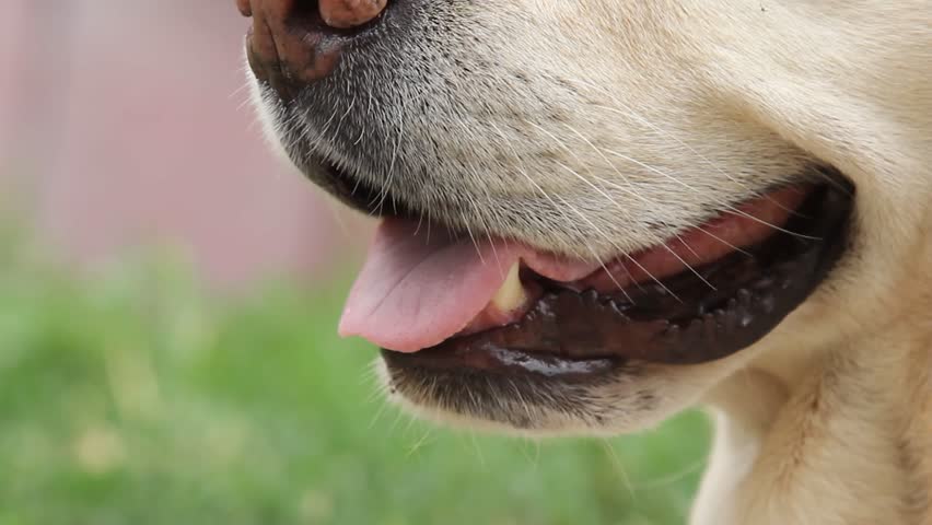 Close up view of muzzle of labrador dog that looks up. cute sand-colored dog is waiting for command from owner or is about to eat food. Dog is man's best friend. | Shutterstock HD Video #1102024165