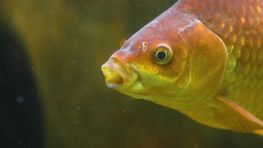  Close up of orange carp floating under water | Shutterstock HD Video #1102025467