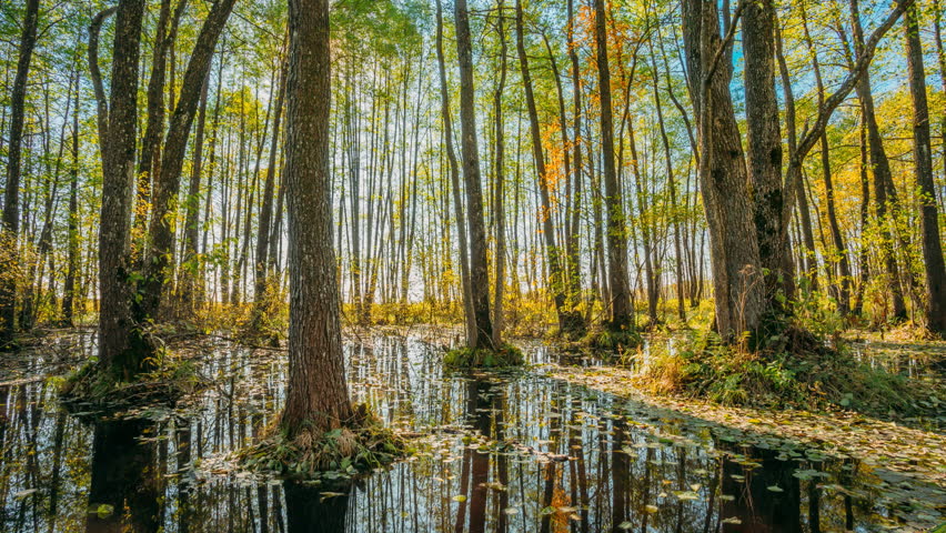 4K Forest Trees Woods Standing In Flood Water After Autumn Rains. Beautiful autumn landscape TimeLapse Time-Lapse. Sun Shining During Sunny Sunset Evening.