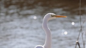 Video of Great egret or Ardea alba white delicate bird heron family close-up portrait in the water reflection.