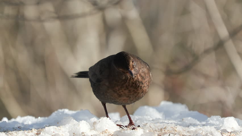 blackbird bird female animal perched on ground feed Turdus merula winter scene natural world norway