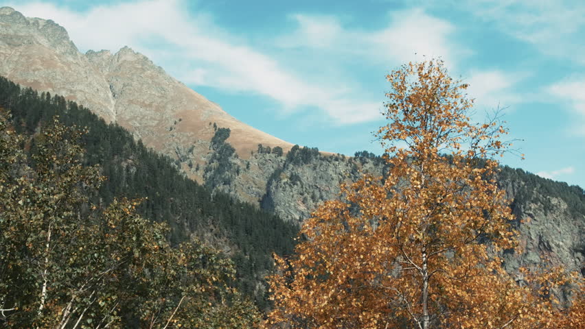 Yellow bright autumn birch tree and mountain on the background. Creative. Natural forested landscape.