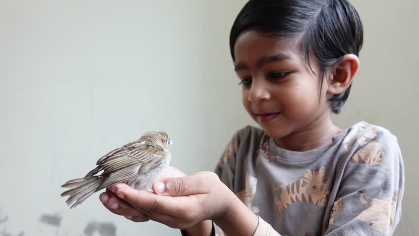 A baby house sparrow is sitting on the hand of an Asian child and the child is having fun with the bird. 