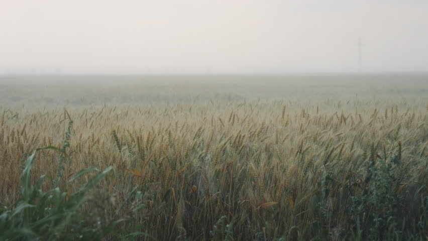 Summer heavy storm hits the wheat field waving in the wind. Poor visibility due to heavy rain, bad weather condition with poor visibility and strong wind. Royalty-Free Stock Footage #1102041091