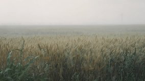 Summer heavy storm hits the wheat field waving in the wind. Poor visibility due to heavy rain, bad weather condition with poor visibility and strong wind. - Powered by Shutterstock - Get 15% off with code: PIKWIZARD15