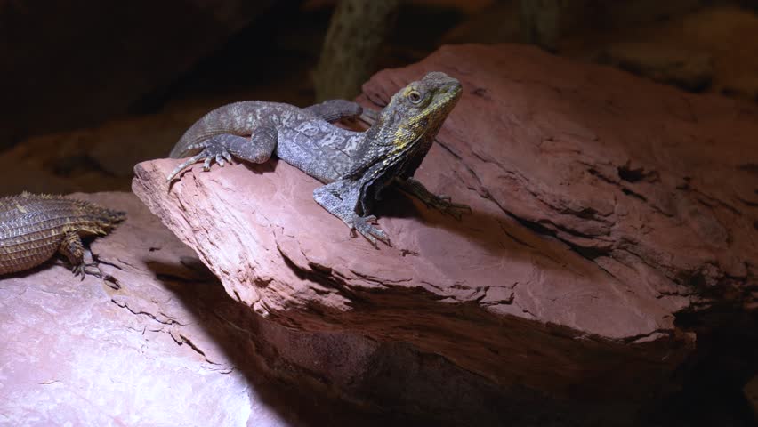 Jesus lizard moving his head and looking around