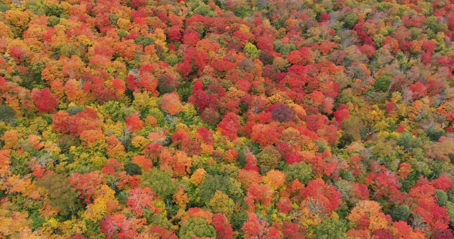 Top-down aerial view of the Adirondack Interpretive Center nature area during the height of autumn in Upstate New York.