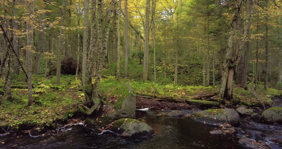 Pine Brook, a tributary of the Raquette River, flows through a forest during autumn in Adirondack Park in Upstate New York.