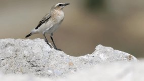 4K Video of the Northern wheatear or Oenanthe Oenanthe spring small bird migration sitting on the rock soft background.