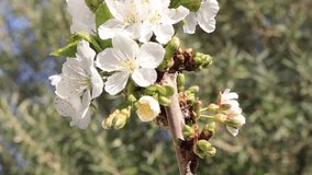 Video of bees pollination of tree flowers at the beginning of spring in Ain Touta, Batna, Algeria