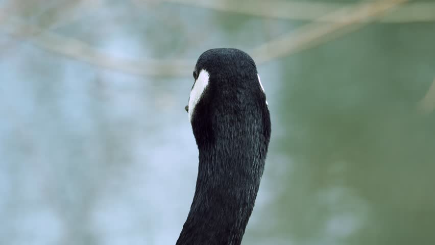 Close up of a Canadian Goose trying its best to look cute and beg for food. These geese are fearless and will walk right up to people begging for food-Portrait of a Fearless Canadian Goose in the Wild