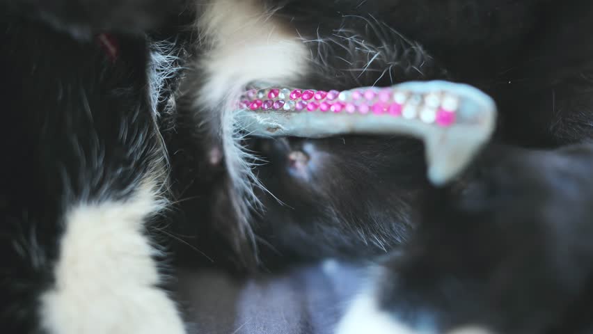A spike for a broken paw of a cat. | Shutterstock HD Video #1102048663
