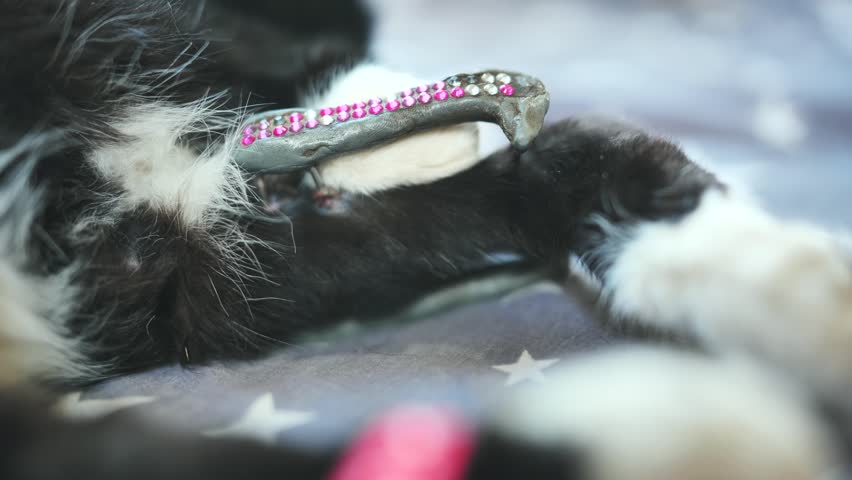 A spike for a broken paw of a cat. | Shutterstock HD Video #1102048673